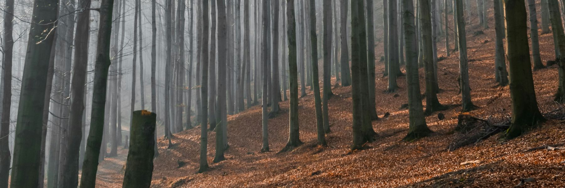 Jagdgewuerze Header dmb temp